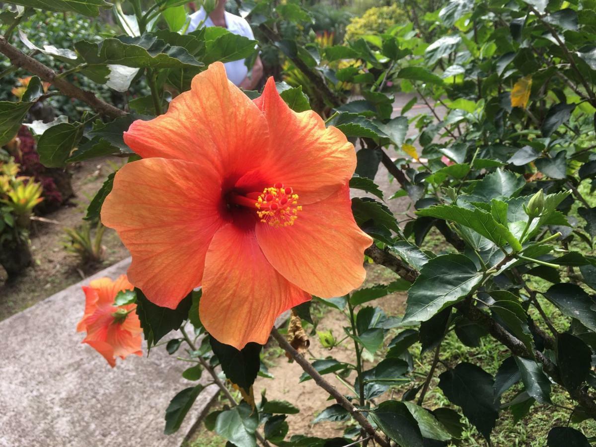 La Case A Malou Apartment Marigot ภายนอก รูปภาพ